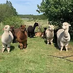 Дом отдыха Alpaca My Bags! At Andean Alpacas