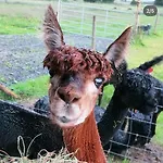 Дом отдыха Alpaca My Bags! At Andean Alpacas Муллингар