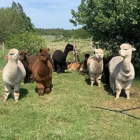 Feriehus Alpaca My Bags! At Andean Alpacas