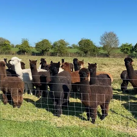 Alpaca My Bags! At Andean Alpacas Feriehus *