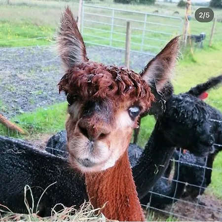 Feriehus Alpaca My Bags! At Andean Alpacas Mullingar