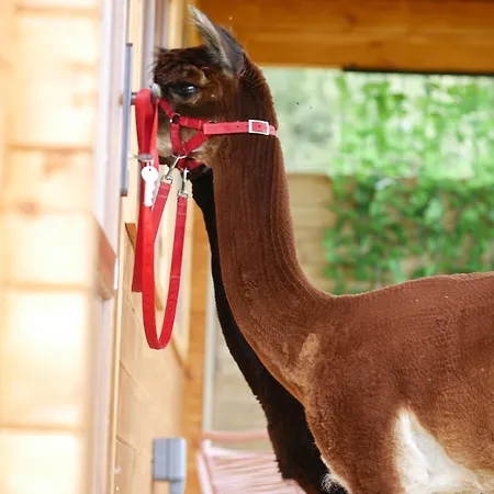 Feriehus Alpaca My Bags! At Andean Alpacas